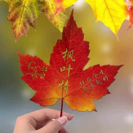 ༄ᐝ🌿秋思落叶💖⃟⸜໊ഒᩚ࿐