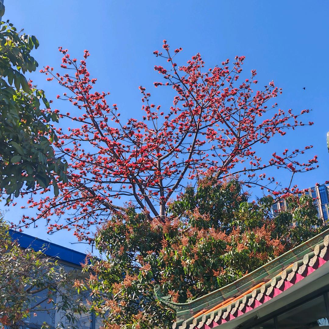 成大爷