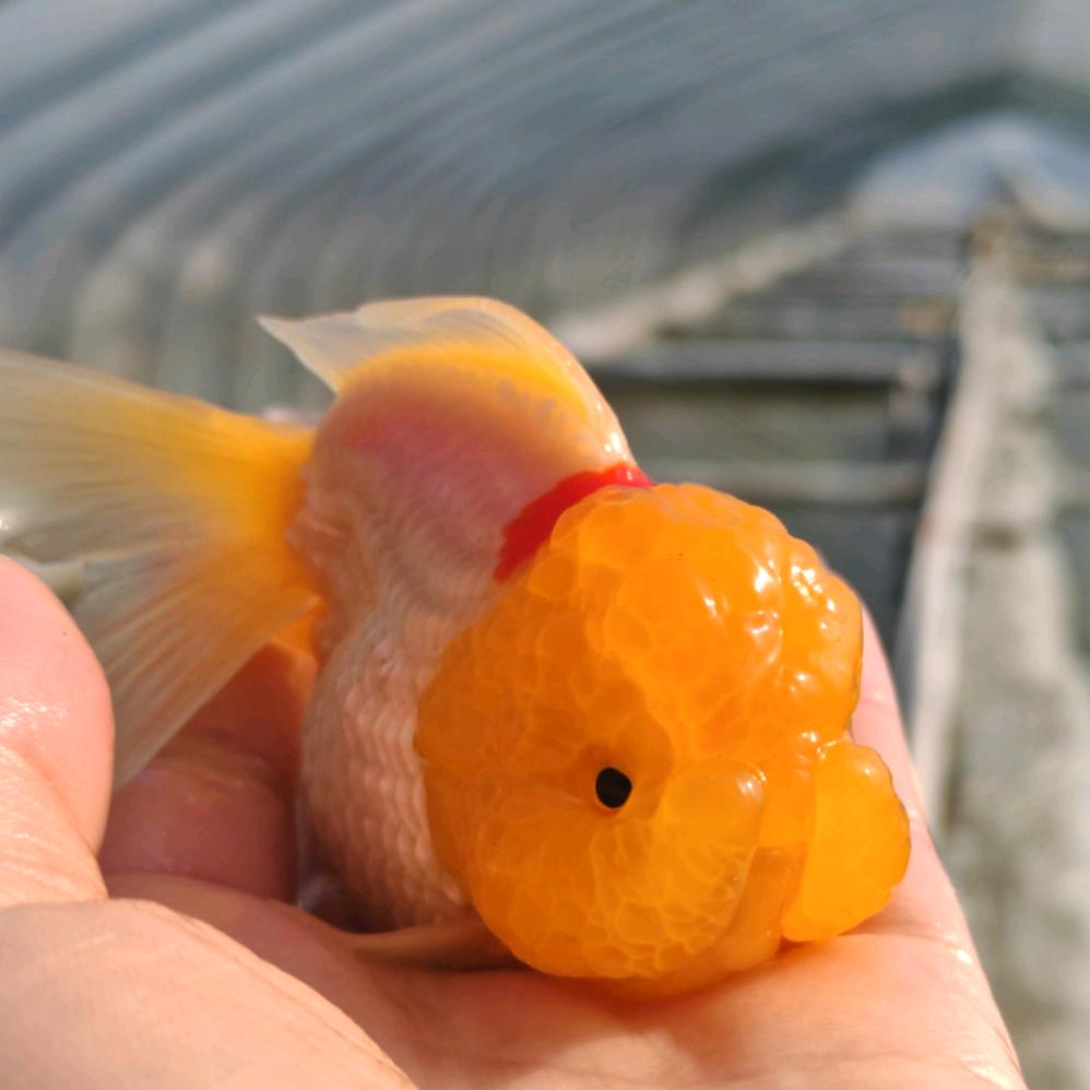 有些田鱼您有缘