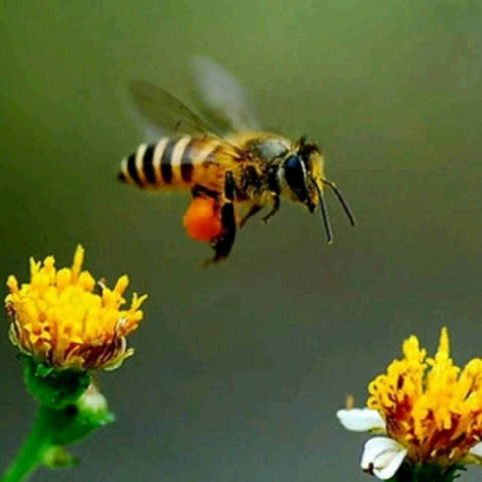 养蜂专家 🌹💐🌻🌹🌻💐🌹