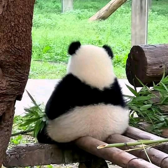 肉肉库库吃