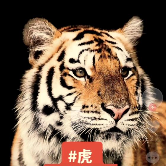 我给自己天下