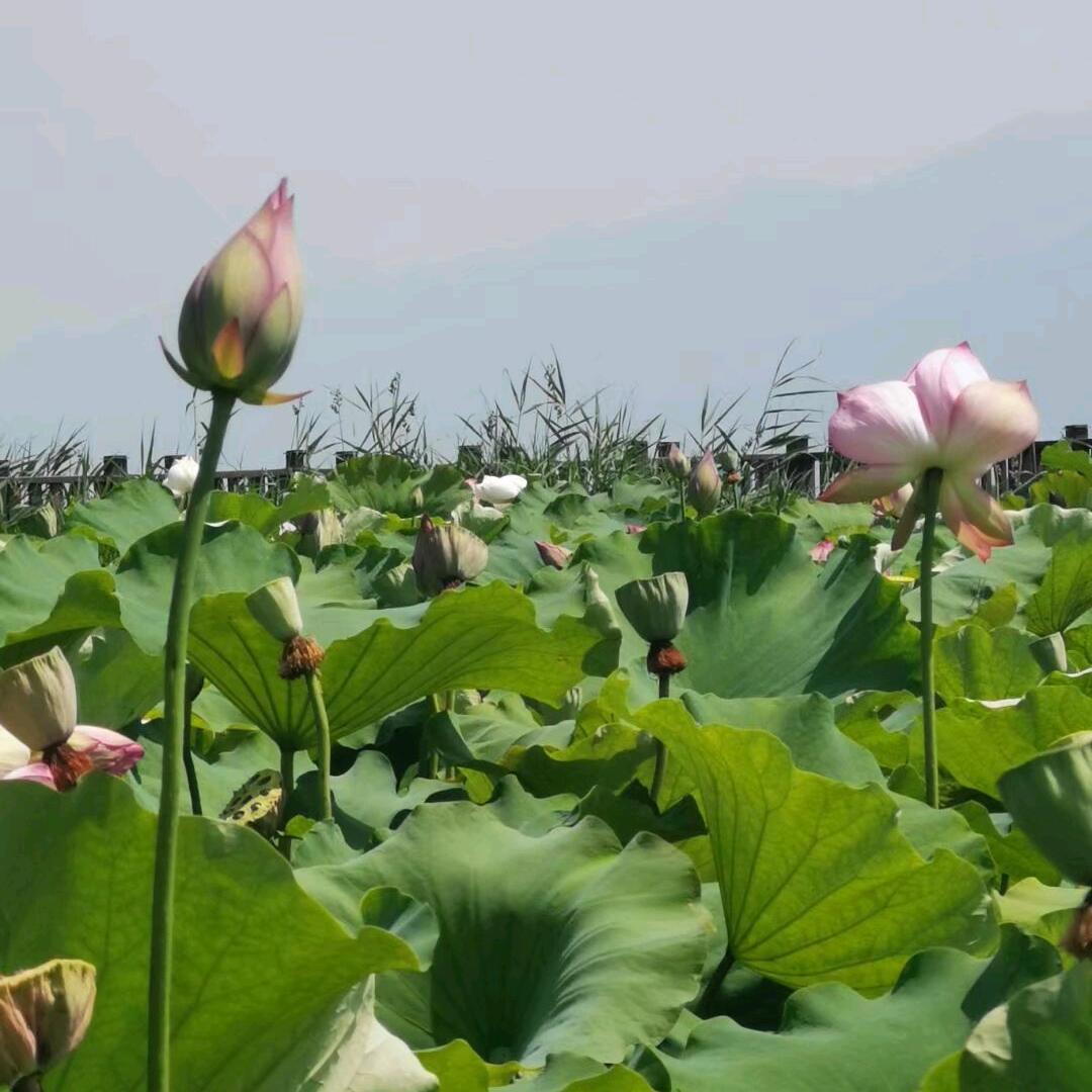 福慧吉祥（😍）