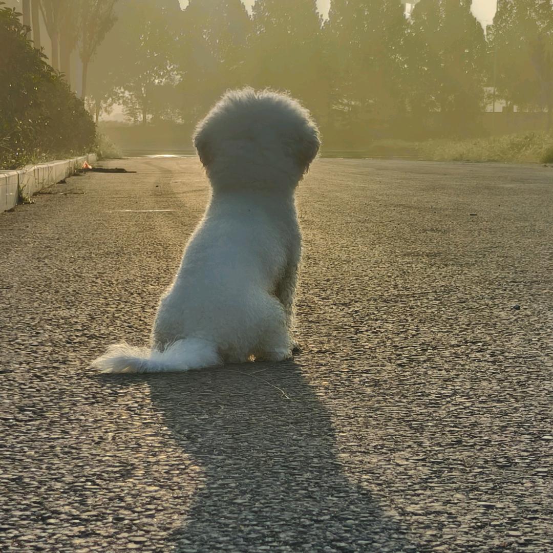 皮蛋 是只小b熊