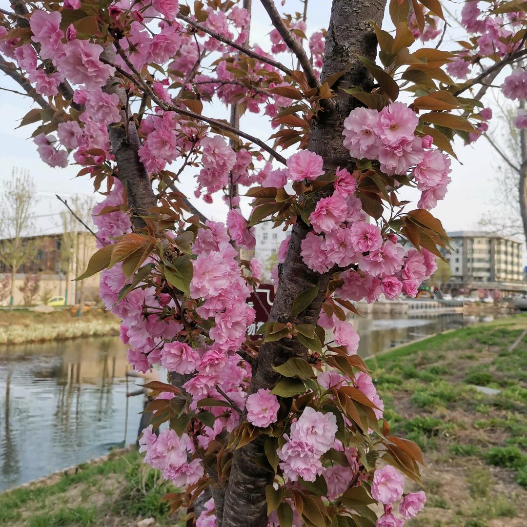 东京梦华