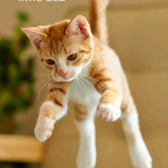 红鲤鱼绿鲤鱼与驴