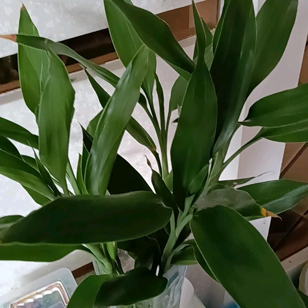 阳光74年九月虎