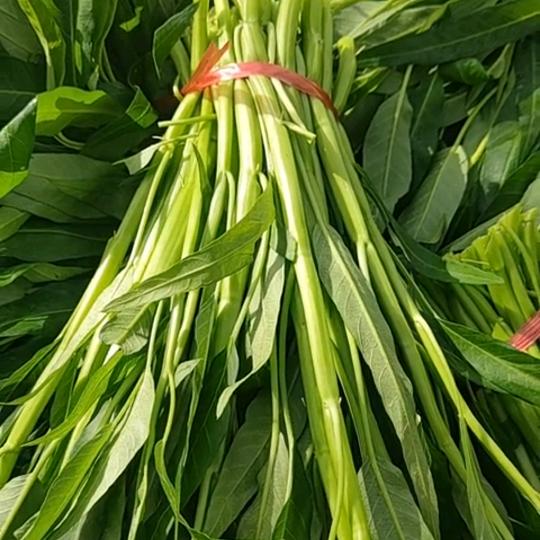 菜叔叔