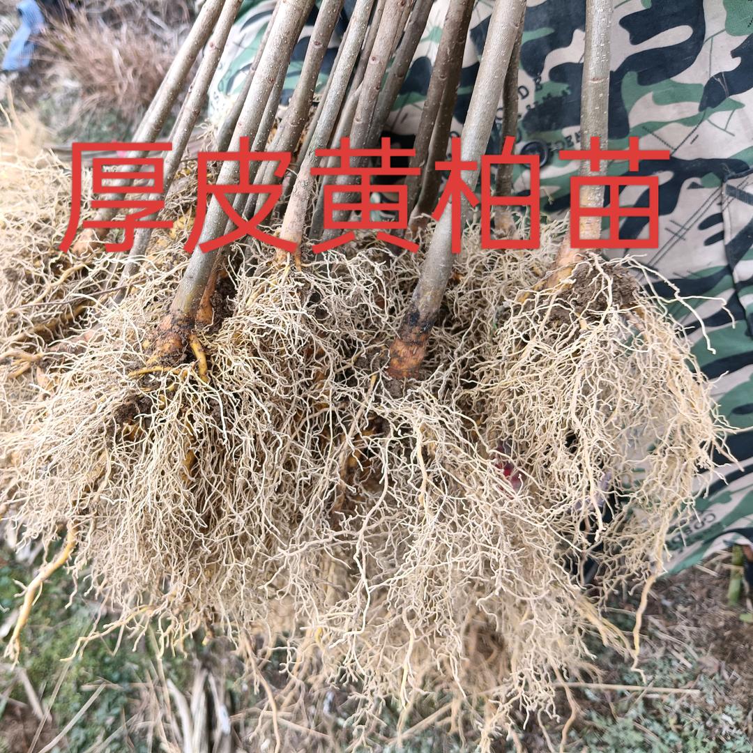 武哥有黄柏苗