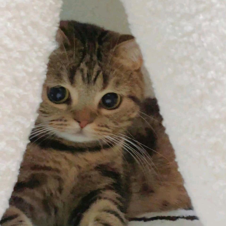 黑眼圈的猫