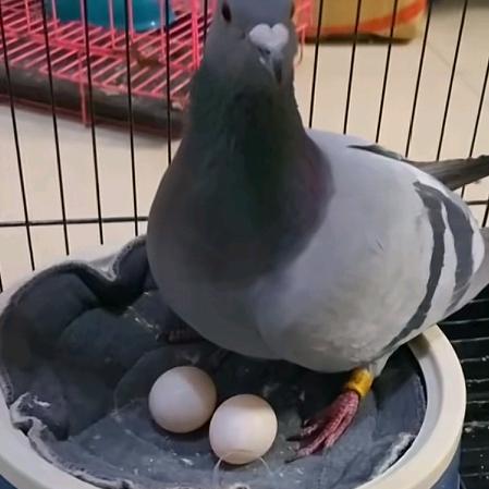 🕊️鸽子🕊️
