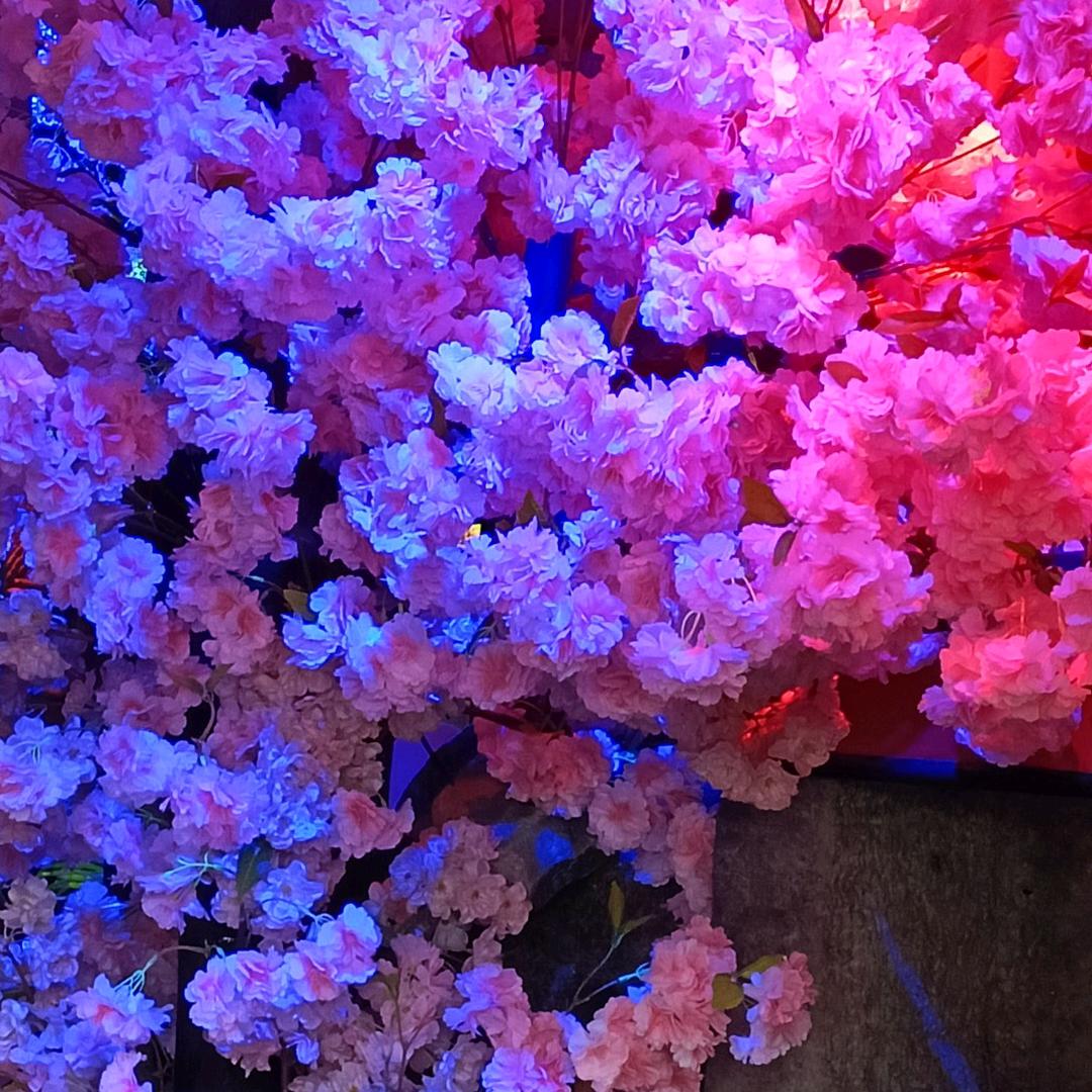 Zhen姐🌺