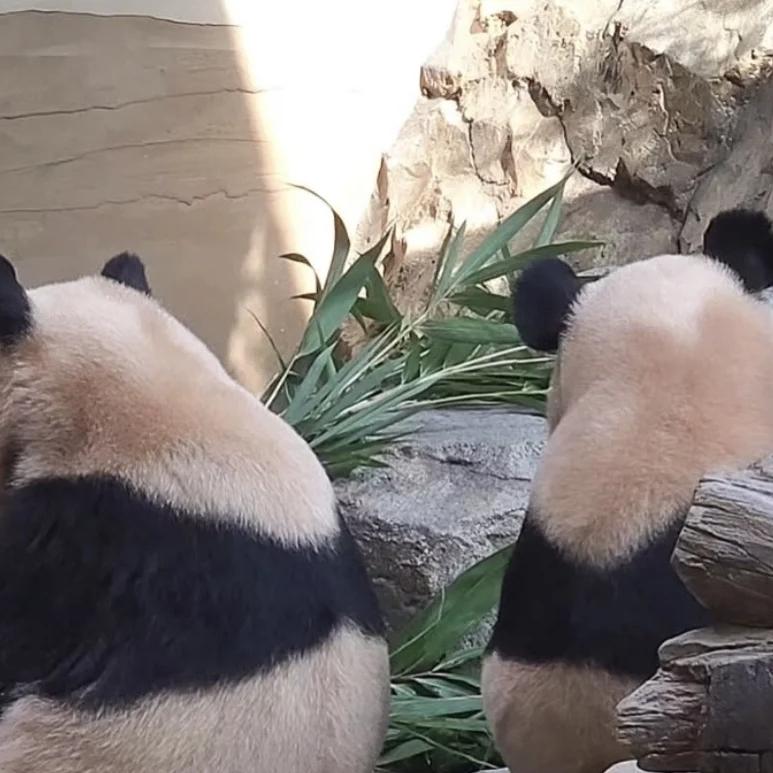 对着月亮🌙表白。🏐⚽🏀（暂时停更）