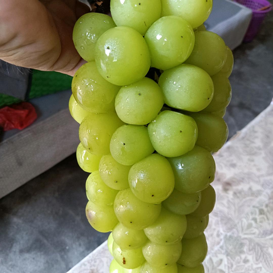蒙火生