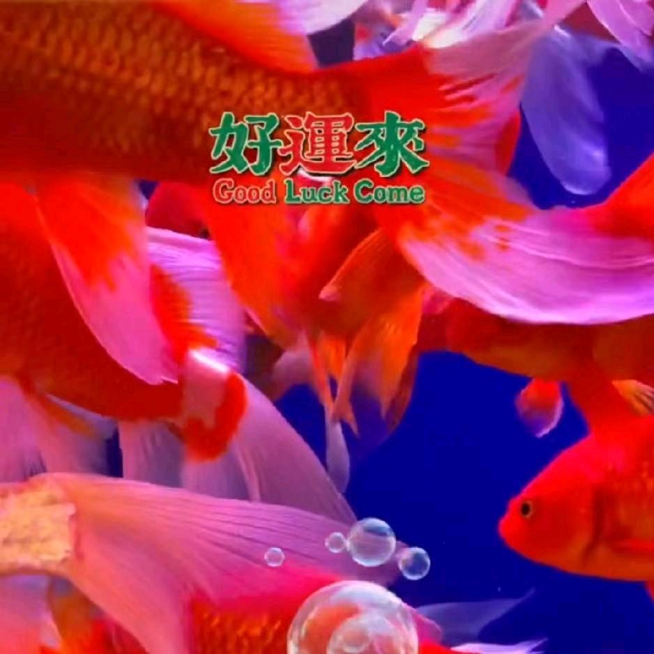 ꧁꫞孙想事成꫞꧂