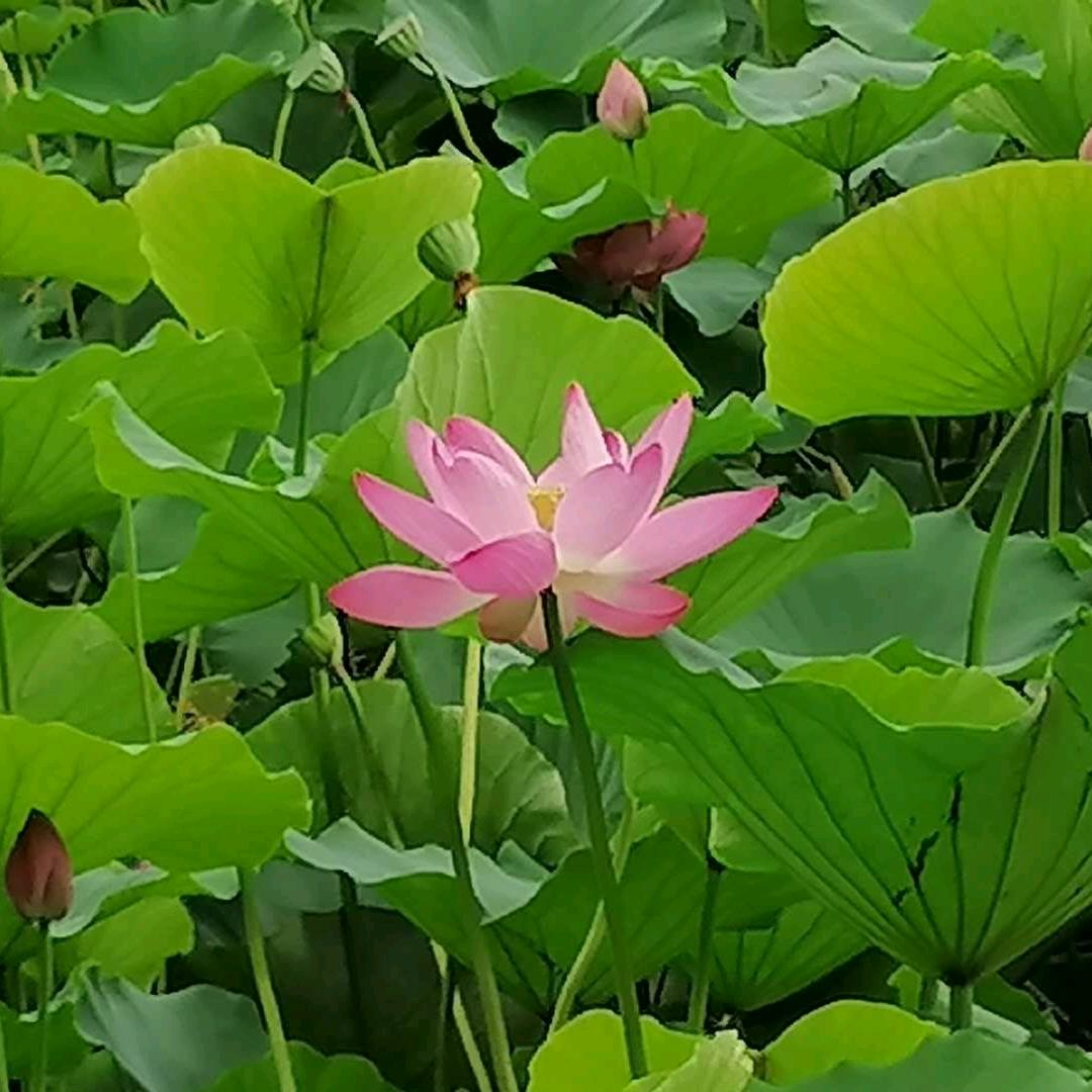 大蒸饺（饺子）