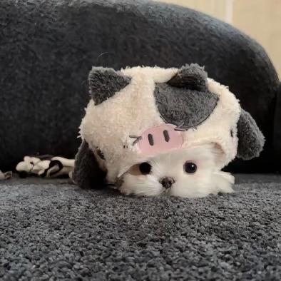 梨子🍐