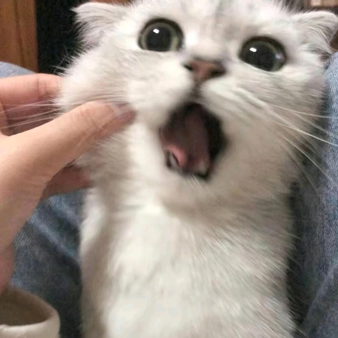 摸鱼