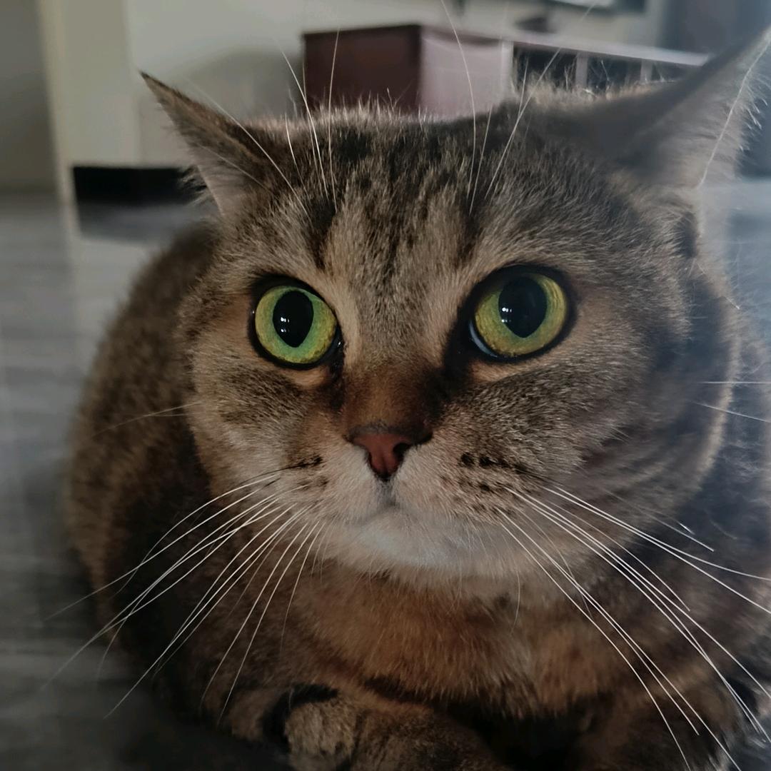 六哥的萌猫🐱