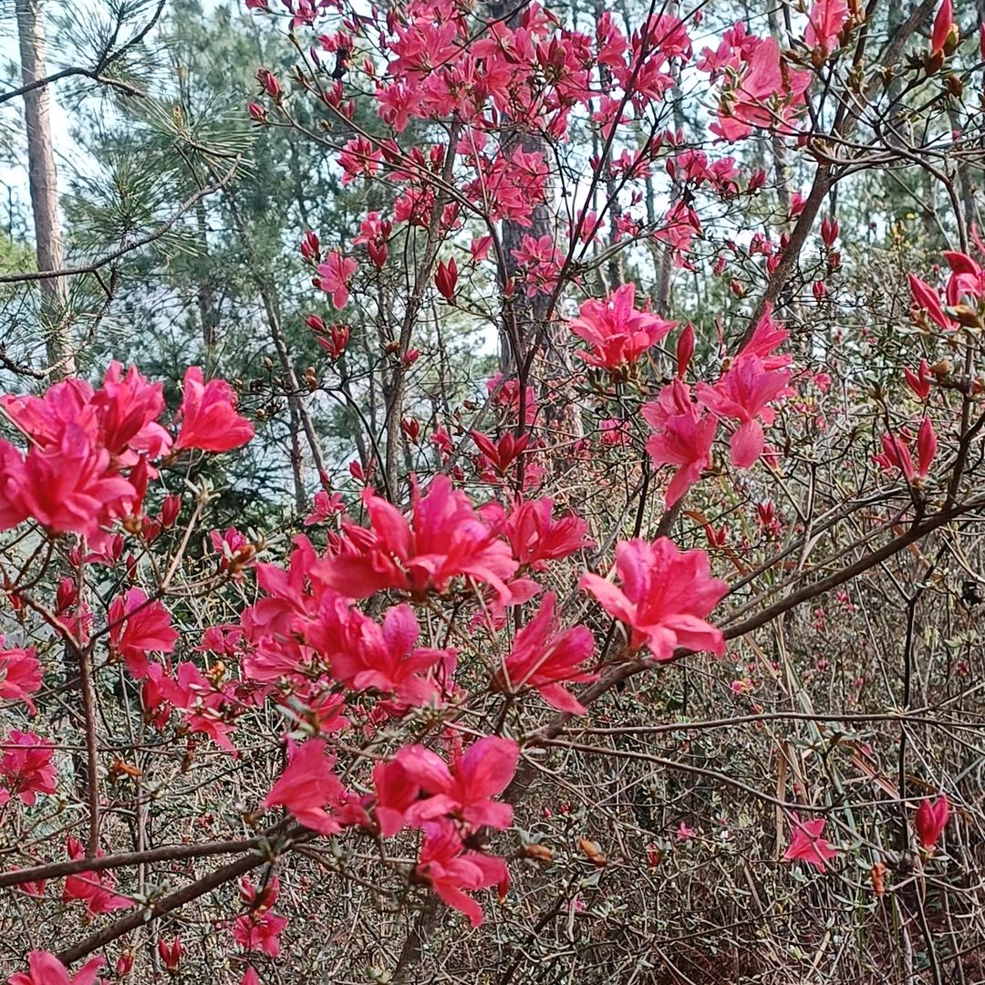 四阿哥(从头再来)