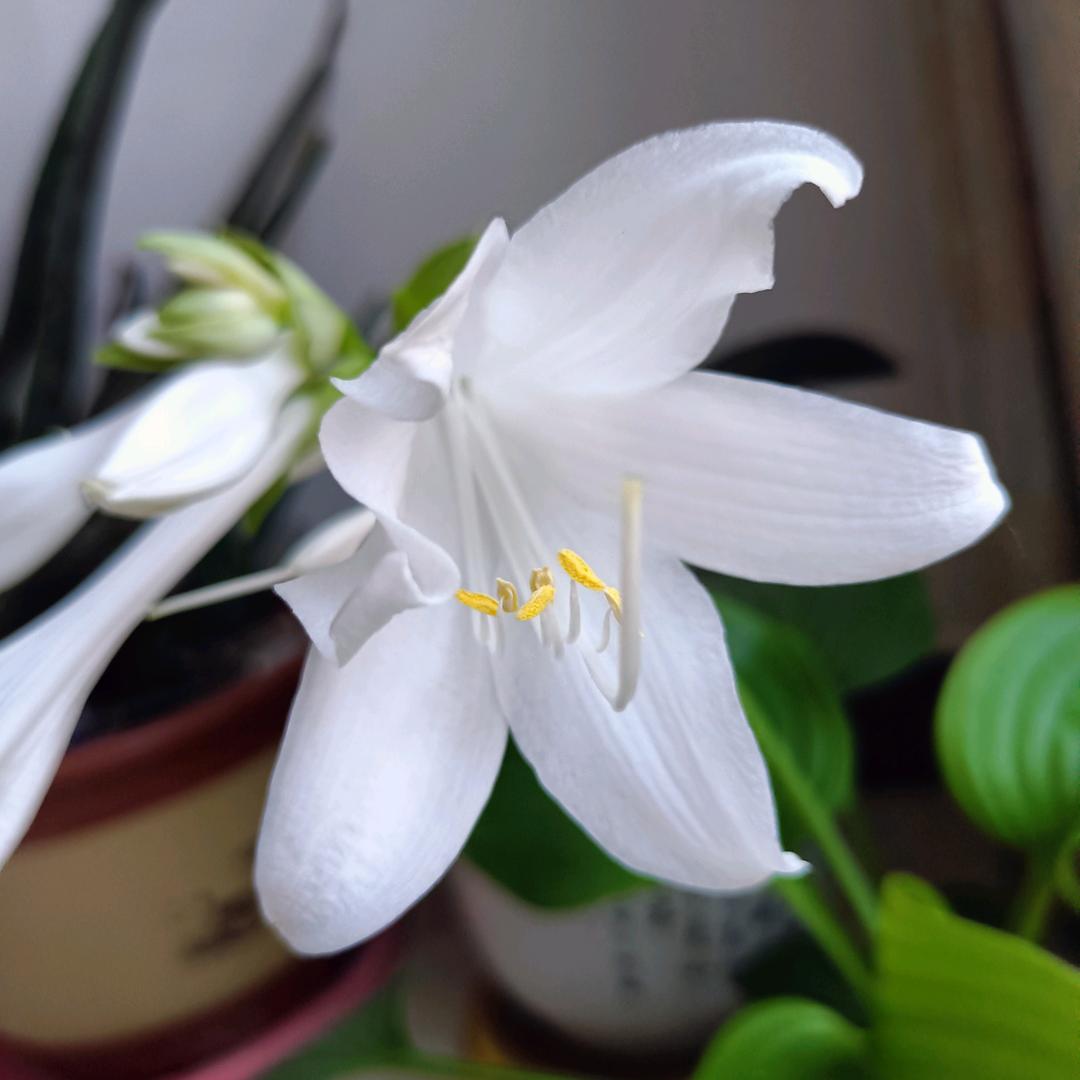 🌹有喜有途🌹