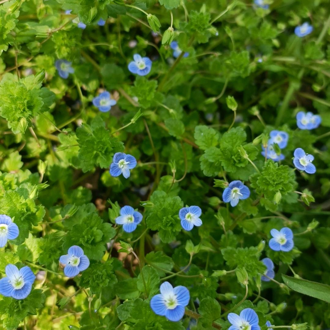雨打芭蕉