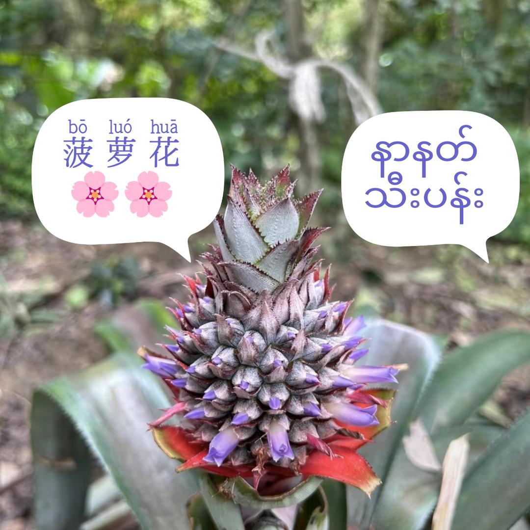 တရုတ်စကားပြော
