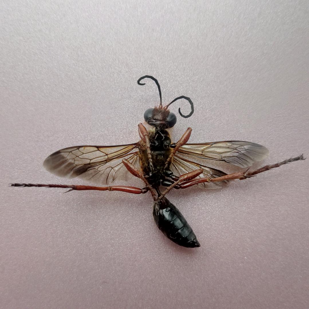 码个der的农