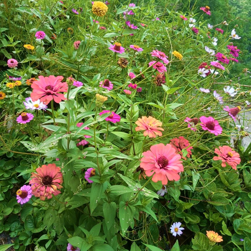 白雪公主的诱惑