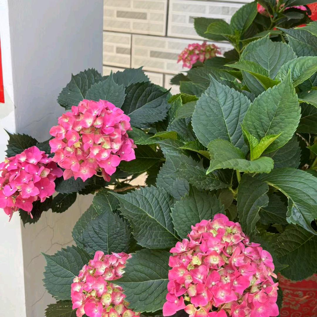 湖南杨姐