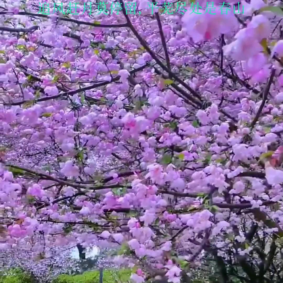 花开如梦