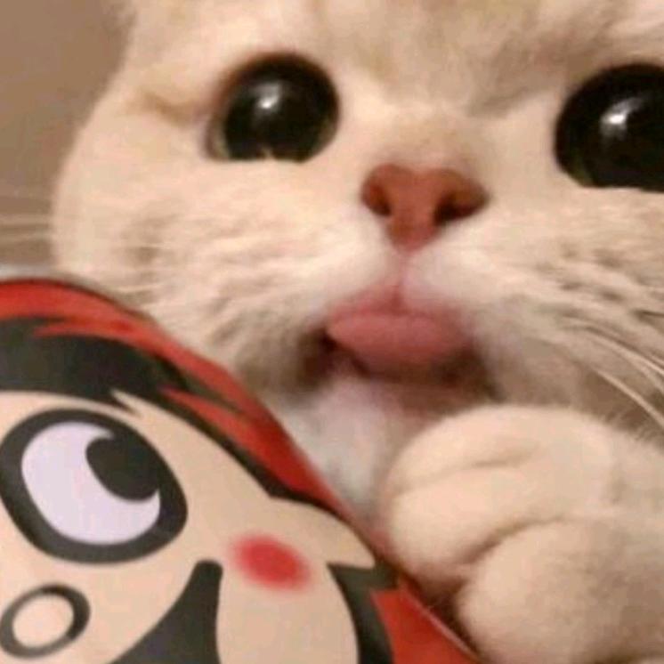 童童是只猫咪