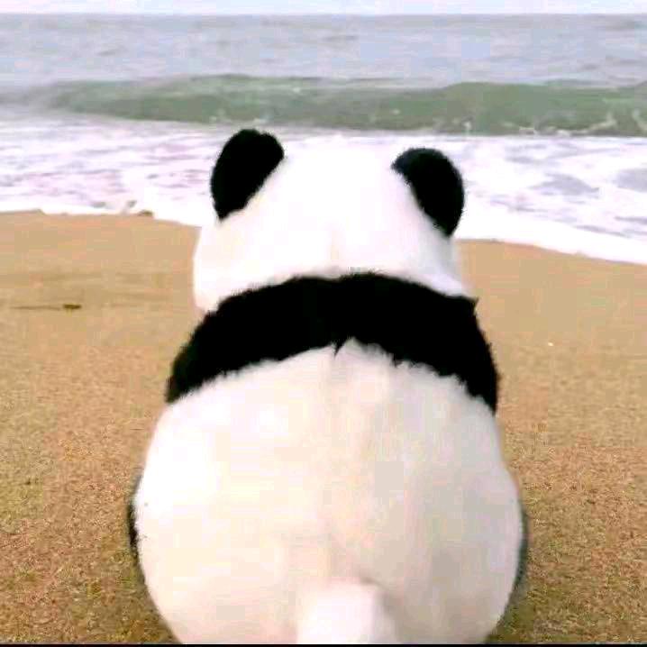 熊🐻熊
