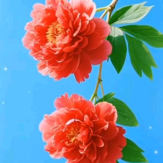 小太阳71163