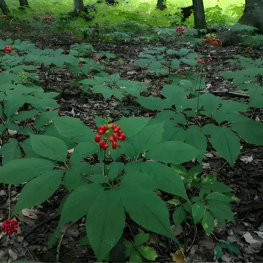 鑫鹏林下参