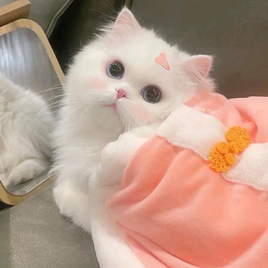 小猫收藏家✨