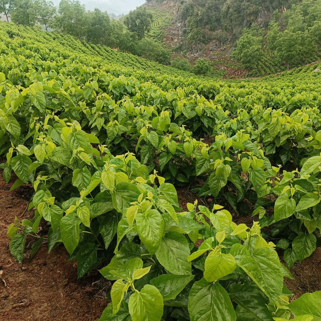 左林福