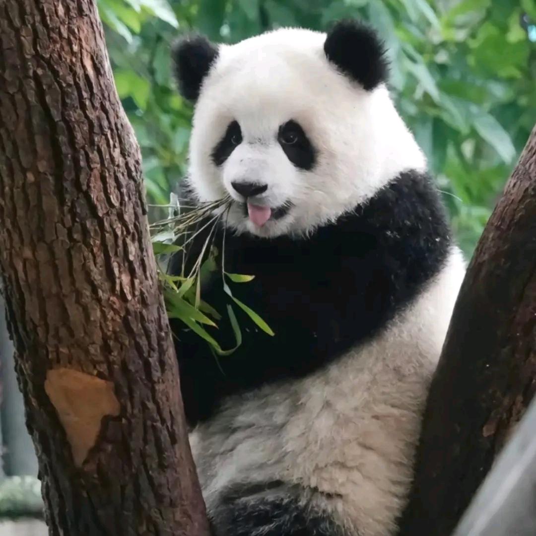 默子默
