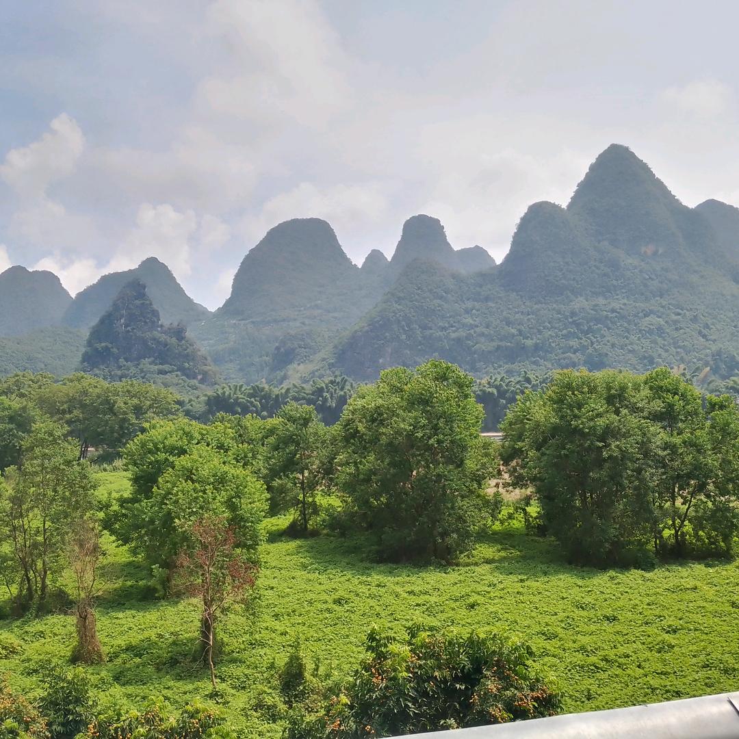 山上的小树