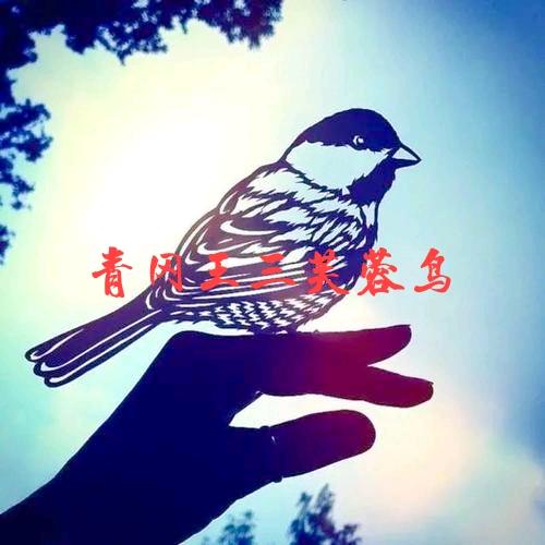 青冈王三芙蓉鸟小铺