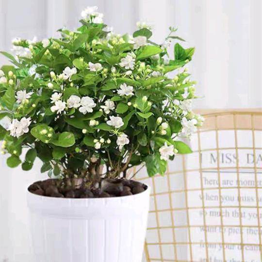 茉莉花