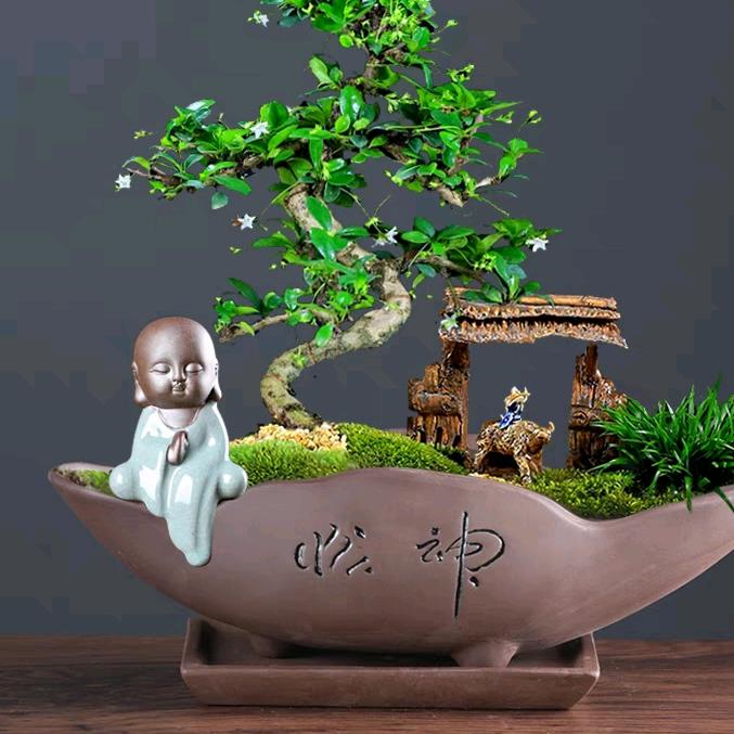 远文花盆厂直播号