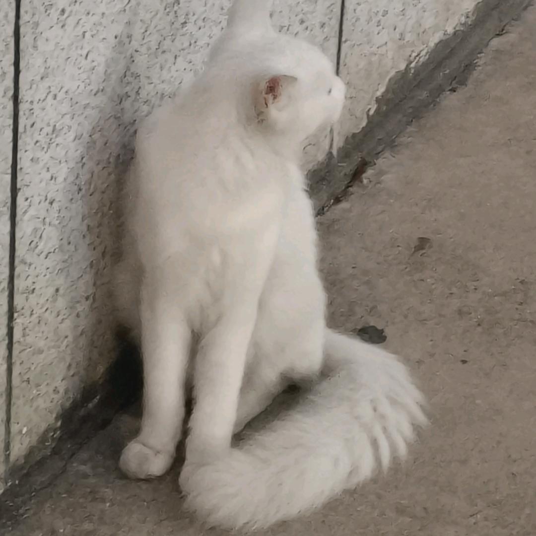 你猫喊你回家吃饭