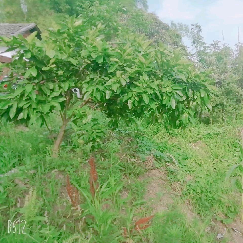 萍萍
