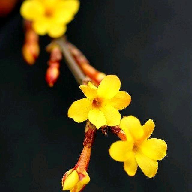 迎春花🌸