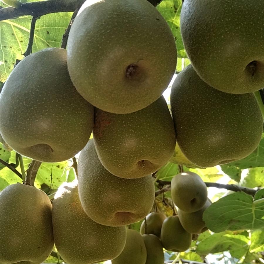 碓窝山陶桥农场