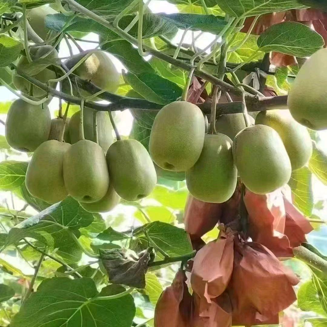 只喜欢真诚，不喜欢虚伪