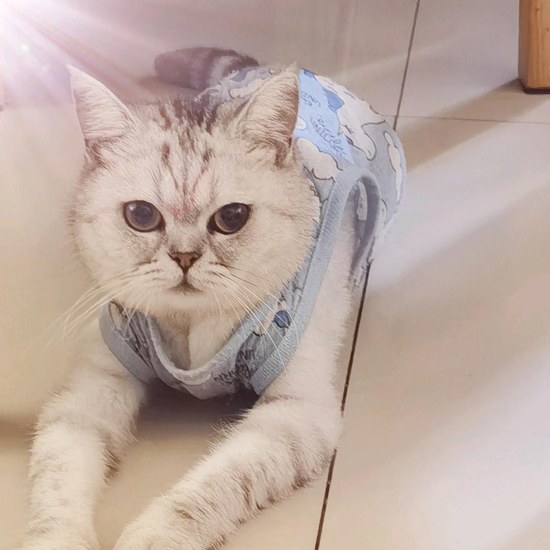 吟风踏雪