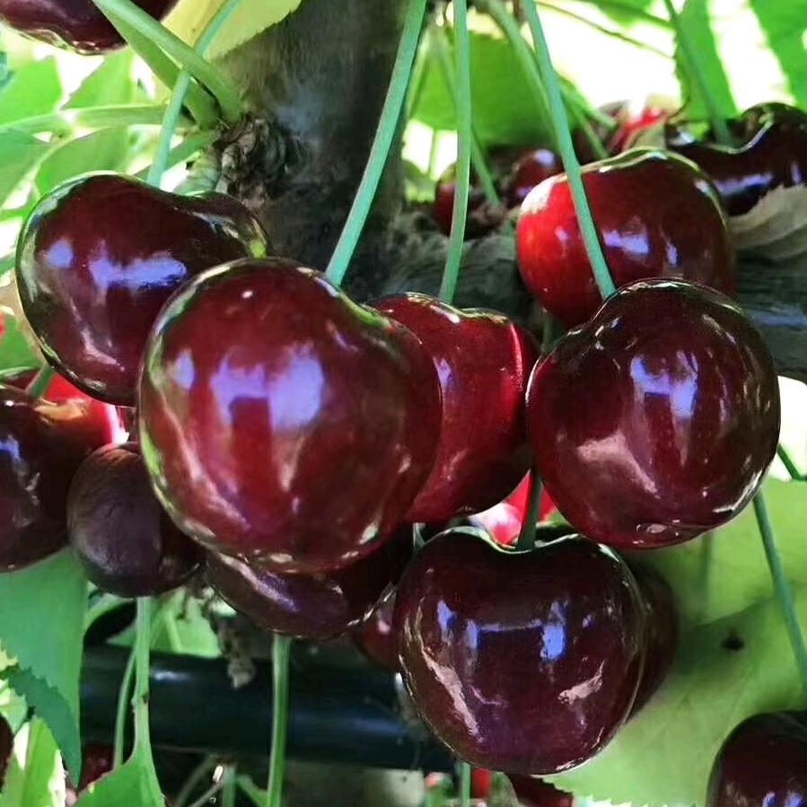 烟台晓涵大樱桃苗木