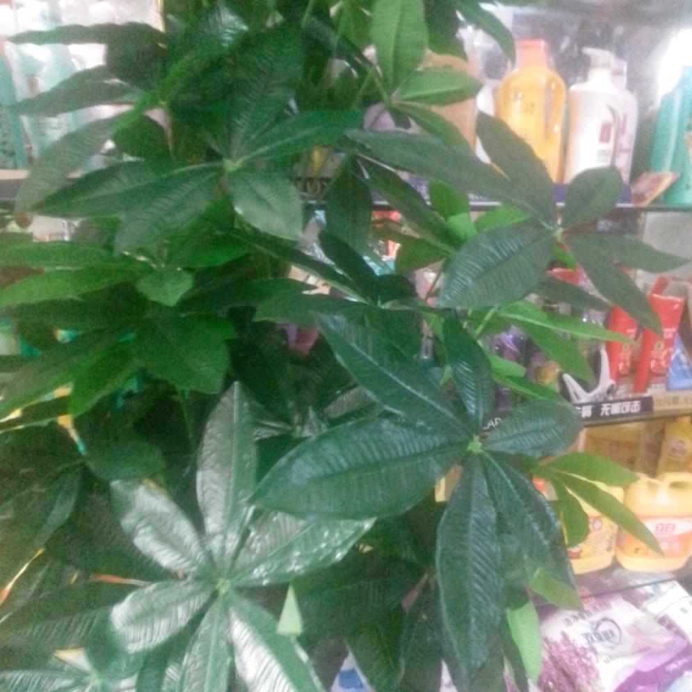 小虫虫、